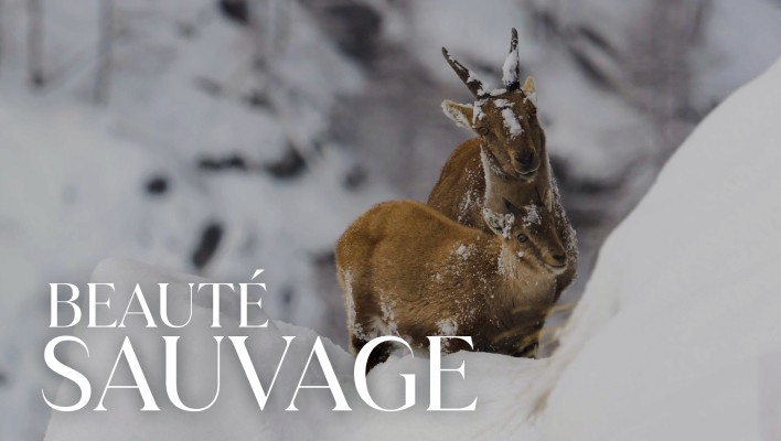Beauté sauvage