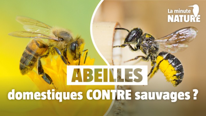 Comment aider les abeilles sauvages ?