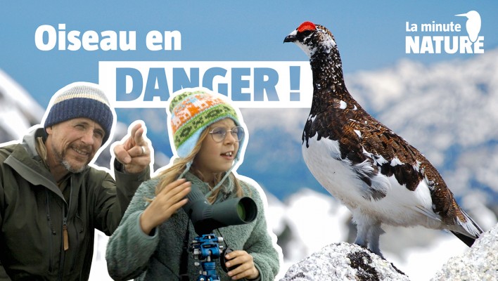 Cet oiseau pourrait disparaître ?