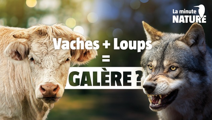 Sur le front du loup