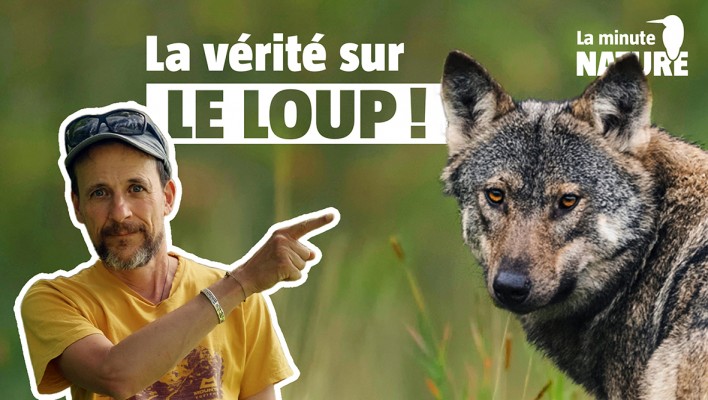 le loup, un danger pour l'homme ?