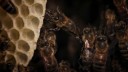Capture d'écran Au pays de l'abeille noire