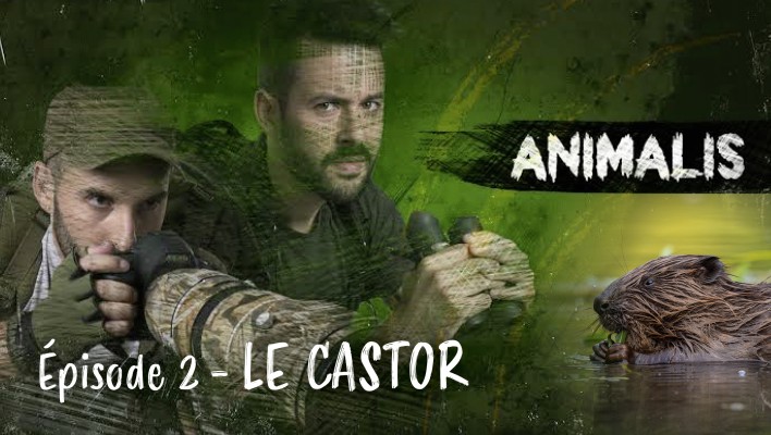 Animalis - le castor