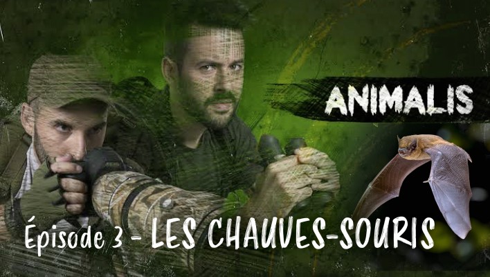 Animalis - les chauves-souris