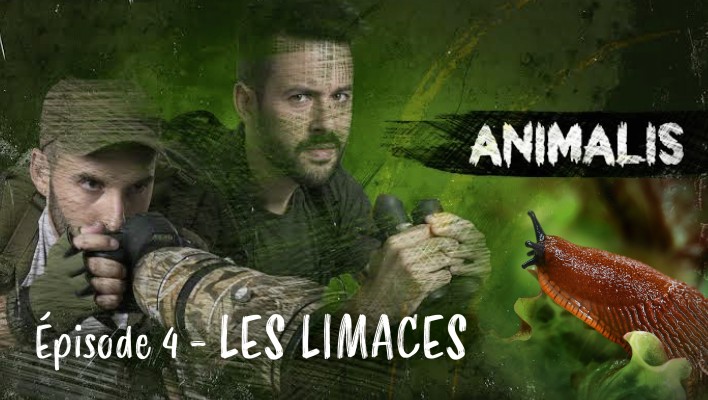 Animalis - les limaces