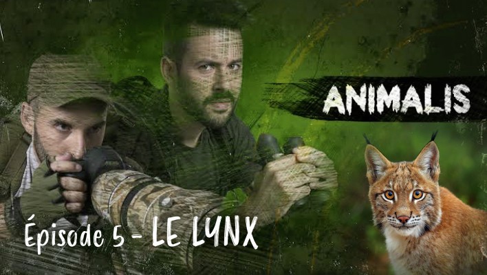 Animalis - le lynx