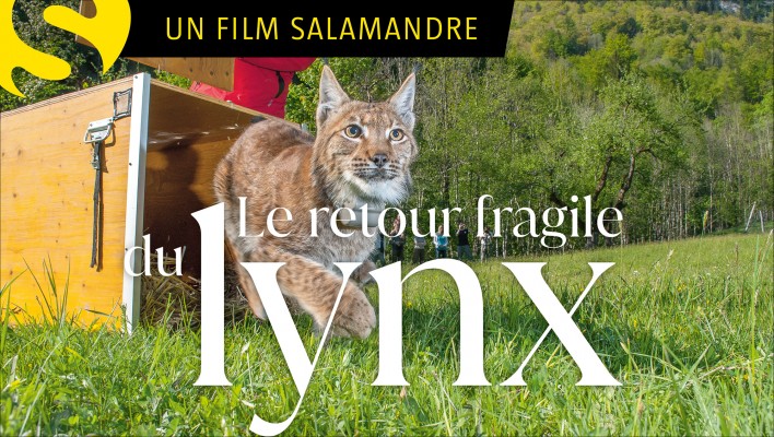 Le retour fragile du lynx
