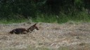 Capture d'écran Êtres de lisière