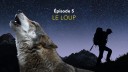 Capture d'écran Nos amis sauvages - Saison 5 - Le loup